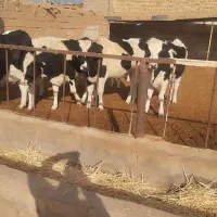 تلیسه آبستن وگاووگوساله گاو شیری|حیوانات مزرعه|تربت جام, میان جام|دیوار