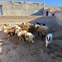 شش راس بره  پرواری وچاق  ویک راس بزغاله نر