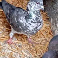 کفتر|پرنده|خمیر, |دیوار