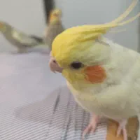 یه جفت عروس هلندی مولد|پرنده|اسلامشهر, شهرک مهدیه|دیوار