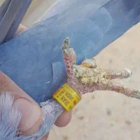 کفتر|پرنده|مشکین‌دشت, |دیوار