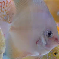 سه عدد دیسکس ساز ۳ و ۳.۵|ماهی|تهران, شیخ هادی|دیوار