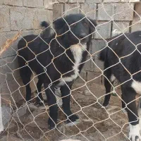 سگ قهدریجونی