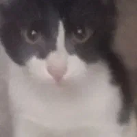 واگذاری گربه 5 ماه