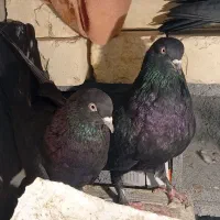 کبوتر|پرنده|شهرکرد, |دیوار