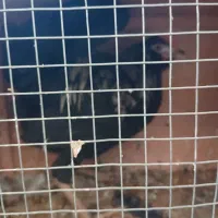 جوجه خروس|حیوانات مزرعه|اسلامشهر, مطهری|دیوار