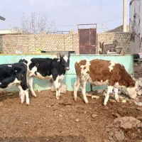 ۳راس گوساله ماده ۲راس سمینتال ۱راس هلشتاین جنس|حیوانات مزرعه|تاکستان, |دیوار