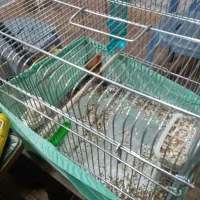 سهره قناری نر بخون|پرنده|ارومیه, |دیوار