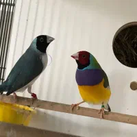 فنچ گلدین در همه رنگ نر و ماده جوان|پرنده|آشتیان, |دیوار