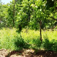 استخدام ابیاری کشاورزی