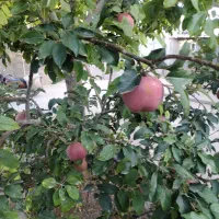 هرس درختان میوه پذیرفته میشود صددرصد تضمینی|خدمات باغبانی و درختکاری|مشهد, درزآب|دیوار