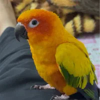 فروش جفت طوطی سانکانور