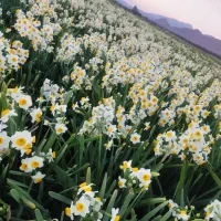 پیاز گل نرگس|گل و گیاه طبیعی|شیراز, زرهی|دیوار