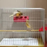 جفت قناری جوان|پرنده|تبریز, |دیوار