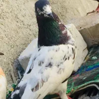 کبوتر|پرنده|ایرانشهر, |دیوار