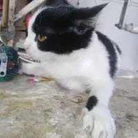 واگذاری رایگان|گربه|شیراز, شهرک مفتح|دیوار