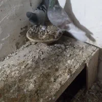 کبوتر ترکیه|پرنده|خسروشاه, |دیوار