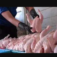 نیروی قطعه بندی مرغ