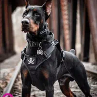 سگ پیدا شده