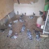 کبوتر مولد