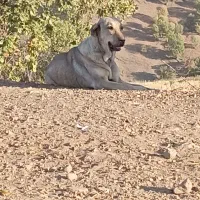 واگذاری ماده عراقی