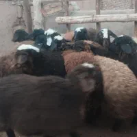 مناسب هر توان مالی