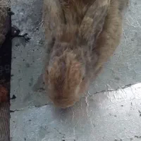 فروشی|موش و خرگوش|چوبر, |دیوار