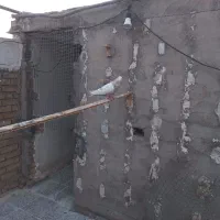 میلیمنز|پرنده|دزفول, |دیوار