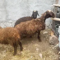 فروش بره چاق