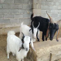 بز ماده