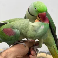 دنیا شاه طوطی ملنگو نر ماده دستی رام سخنگوچشم درشت|پرنده|تهران, سلسبیل شمالی|دیوار