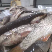 5 کیلو ماهی رودخانه زنده