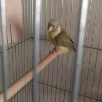 گرینچیک|پرنده|سرخه, |دیوار