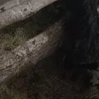 بزغاله ماده|حیوانات مزرعه|چناران, |دیوار