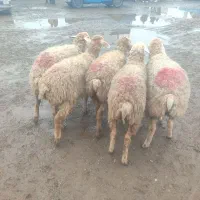 فروش 5عددبرماده اصل مغان