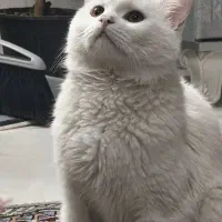 واگذاری گربه