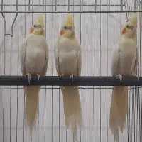 جوجه عروس هلندی آماده آموزش