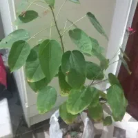 گل جاتروفا وگل های رز هلندی زیبا