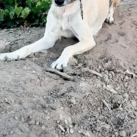 فروش ماده سرابی آماده جفت گیری