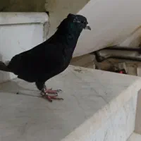 کفتر یا کبوتر