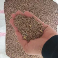 عدس(نوژی)|خوردنی و آشامیدنی|کوهدشت, |دیوار