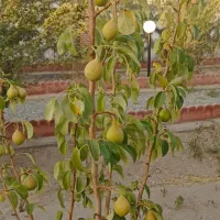 فروش باغچه ۶۰۰ متری در انجم آباد شهریار|فروش زمین و ملک کلنگی|رباط‌کریم, انجم آباد|دیوار