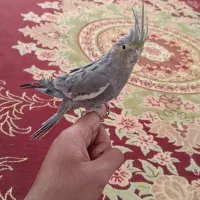 عروس هلندی نر