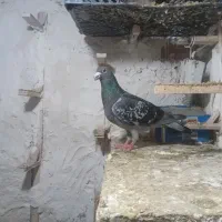 سبز نر پرشی ب شرط