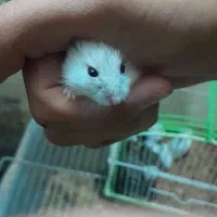 همستر بچه کمپل