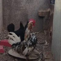 خروس گلین