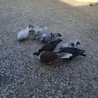 کفتر