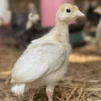 بوقلمون یک ماهه بیوتی ۶