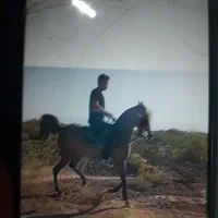 اسب کره جنگستان|اسب و تجهیزات اسب‌سواری|کرمان, |دیوار