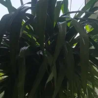 گلدان بزرگ تزیینی|گل و گیاه طبیعی|سمنان, |دیوار